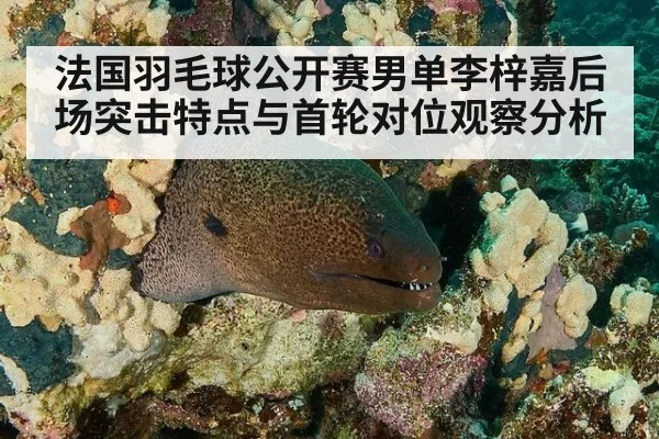 法国羽毛球公开赛男单李梓嘉后场突击特点与首轮对位观察分析(j9 game)